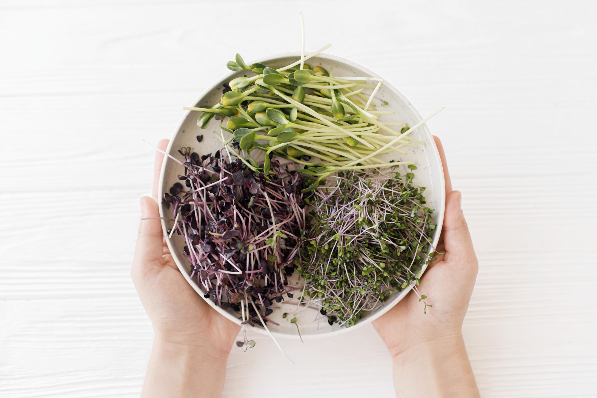 Close-up of hands finishing a dish with microgreens